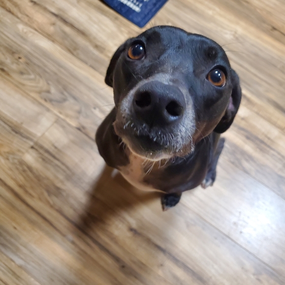 Meet your Posher, Stephanie - Picture 2 of 2